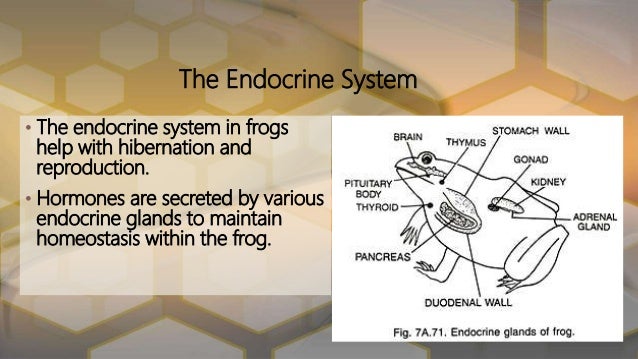 Functions of the frogs body systems