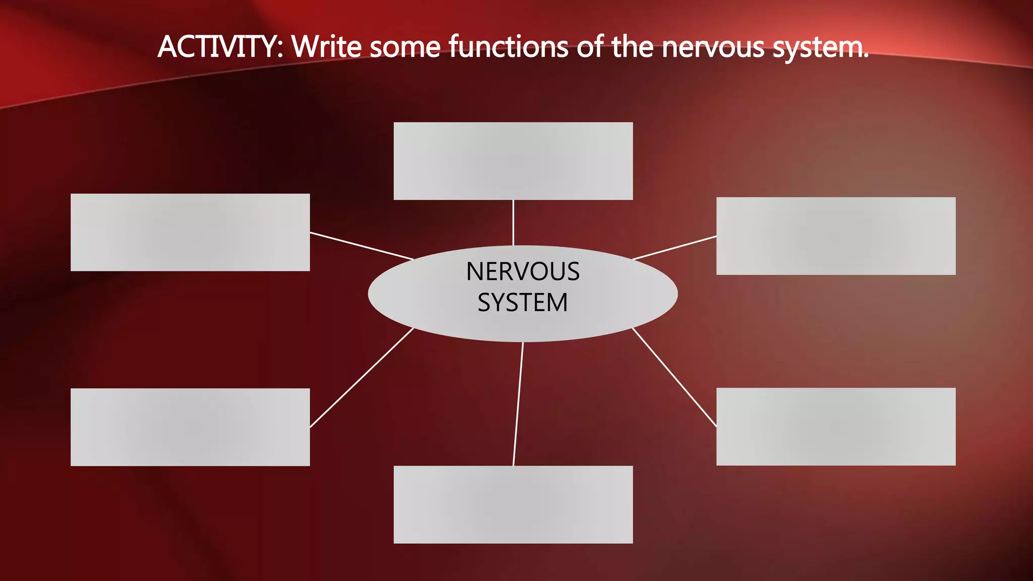 ACTIVITY: Write some functions of the nervous system.
NERVOUS
SYSTEM