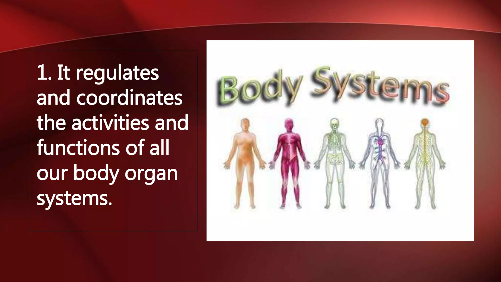1. It regulates
and coordinates
the activities and
functions of all
our body organ
systems.