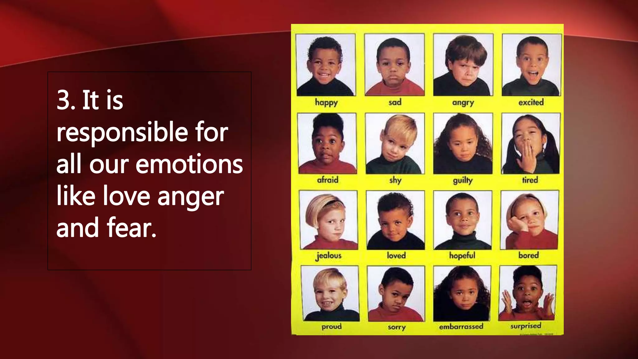 3. It is
responsible for
all our emotions
like love anger
and fear.