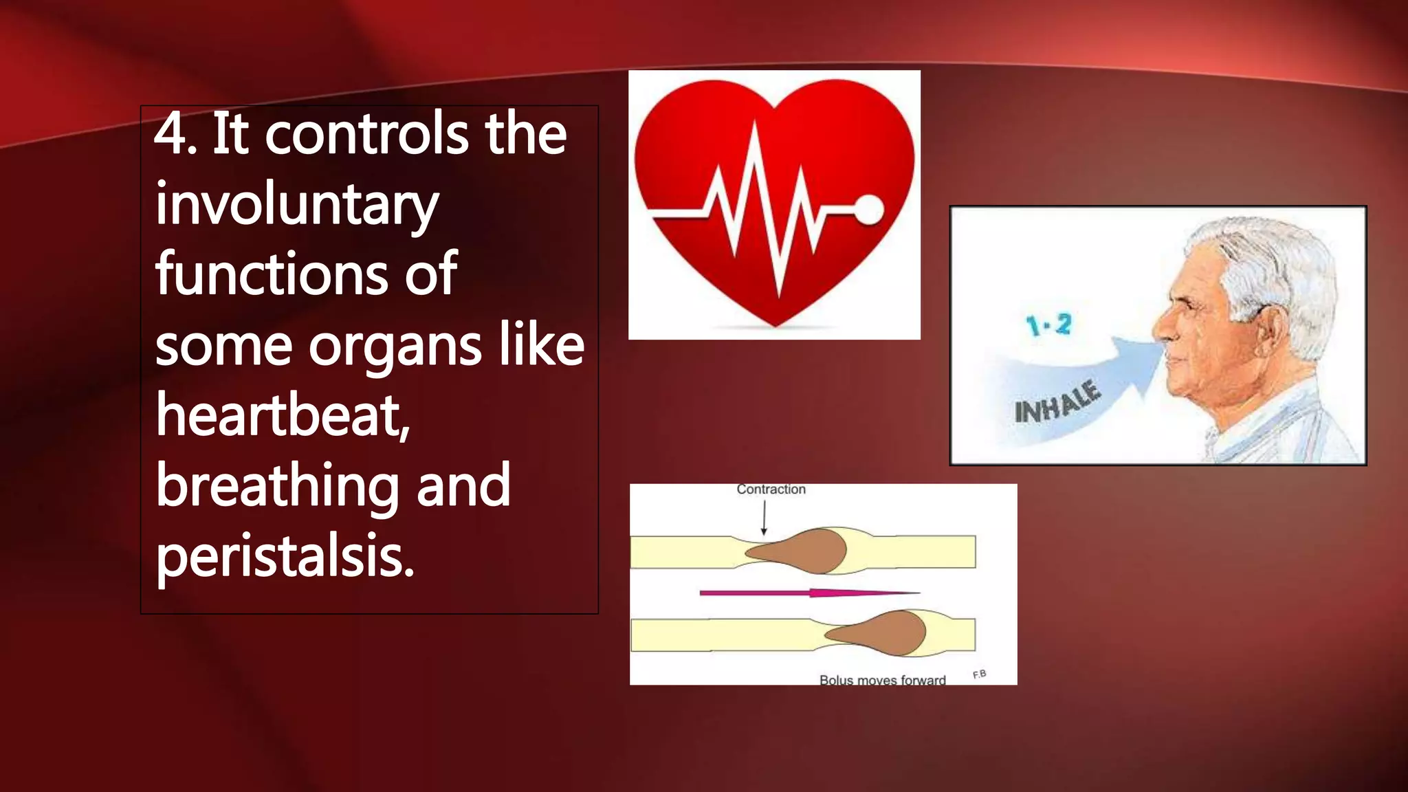 4. It controls the
involuntary
functions of
some organs like
heartbeat,
breathing and
peristalsis.