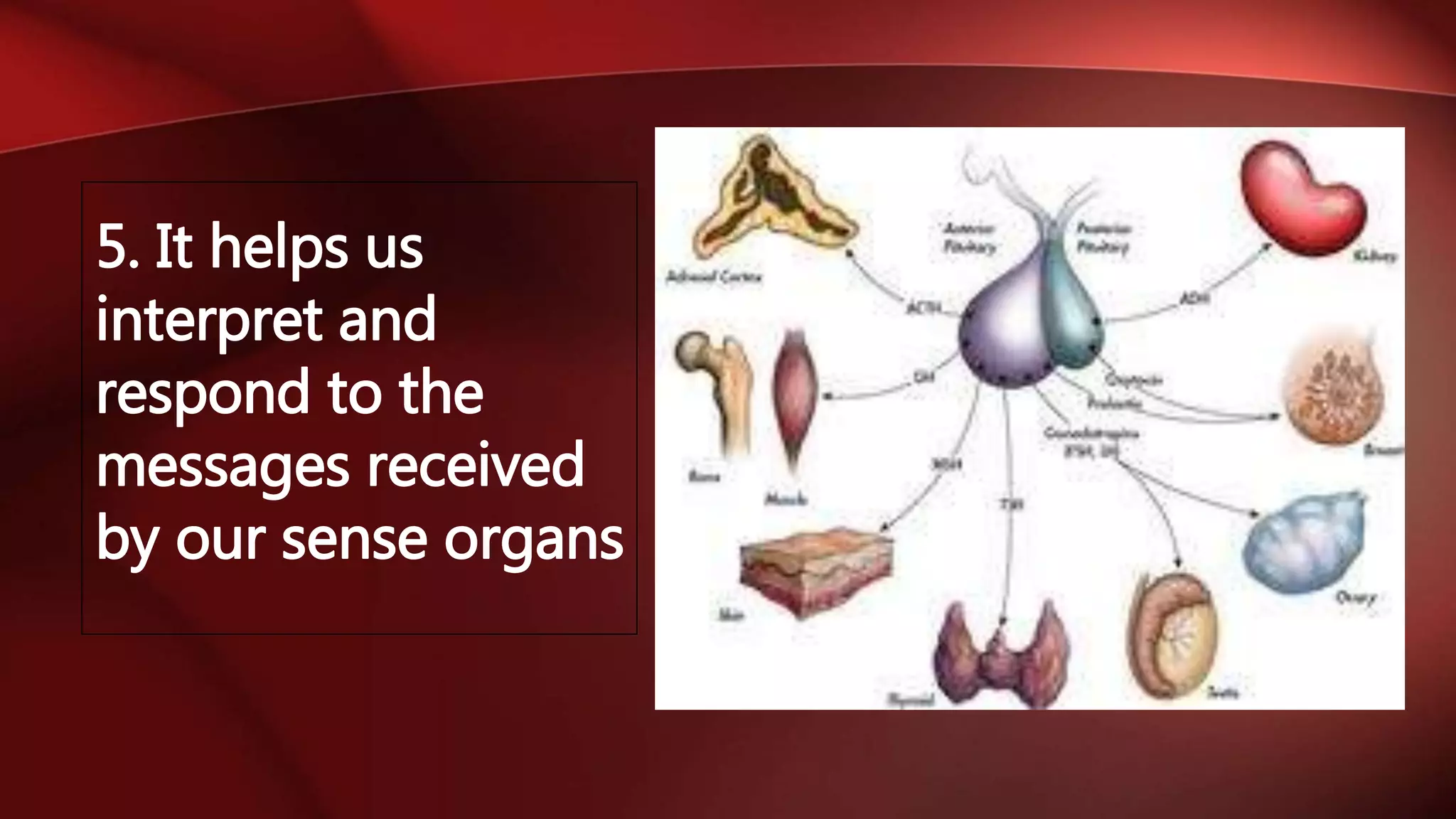 5. It helps us
interpret and
respond to the
messages received
by our sense organs