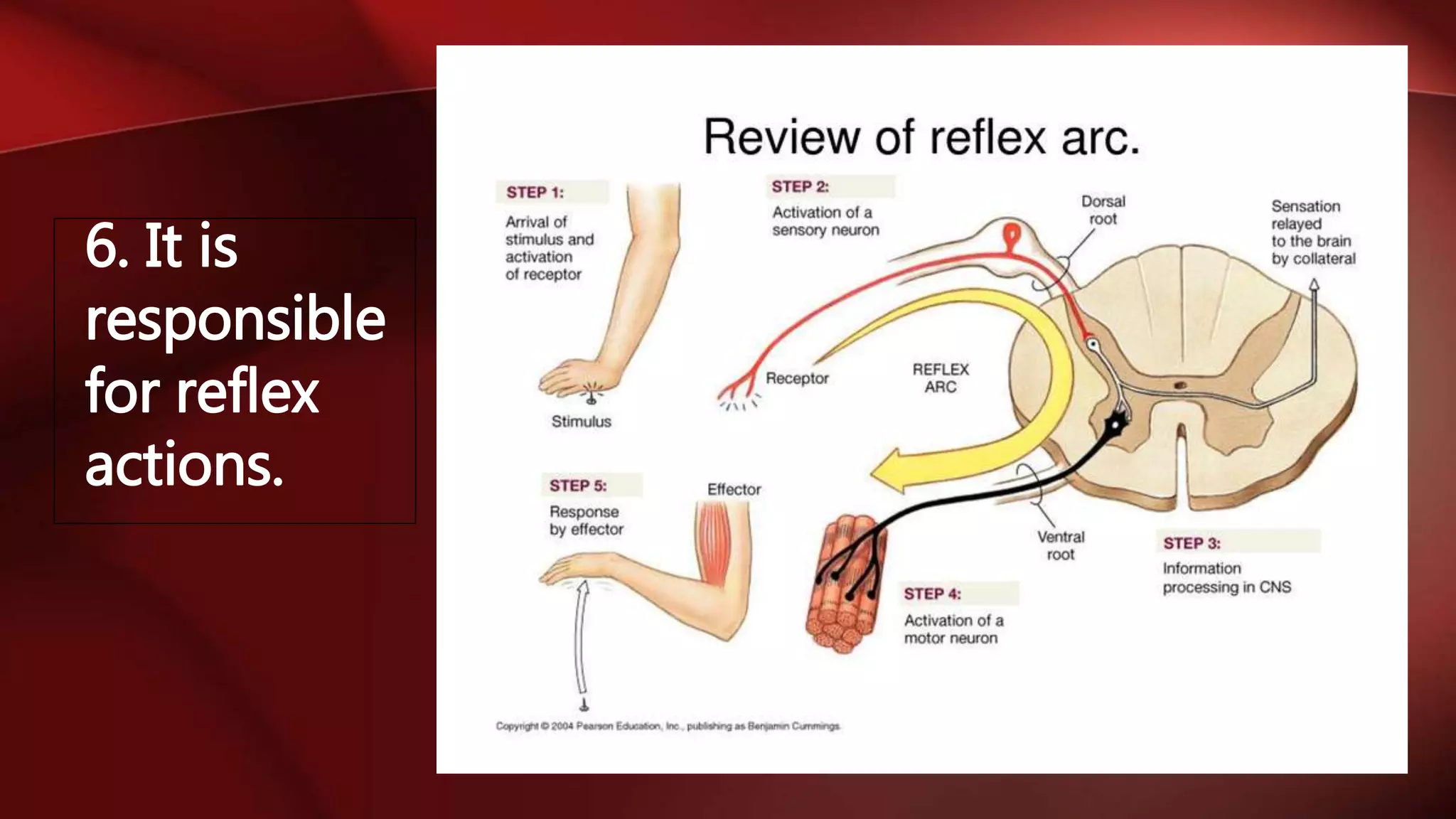 6. It is
responsible
for reflex
actions.