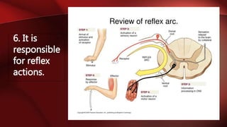 Functions of the nervous system (lesson 7) | PPTX