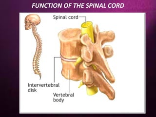 FUNCTION OF THE SPINAL CORD
 