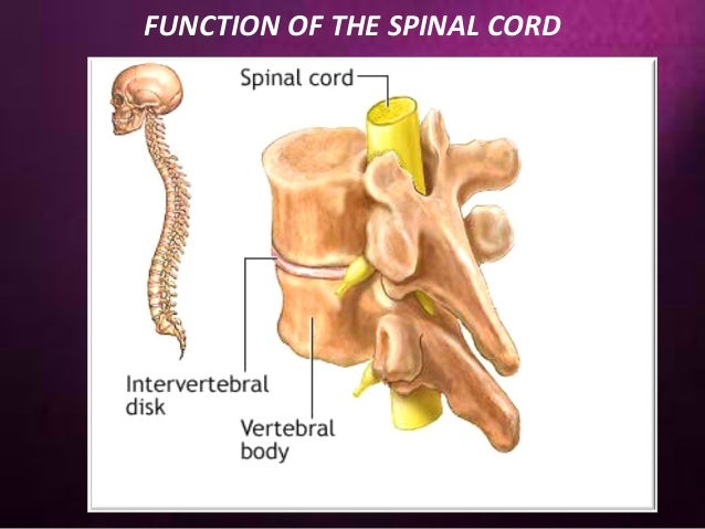 functions of the spinal cord function of spinal cord