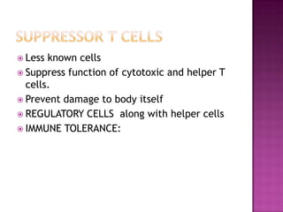  Less known cells
 Suppress function of cytotoxic and helper T
cells.
 Prevent damage to body itself
 REGULATORY CELLS along with helper cells
 IMMUNE TOLERANCE:
 