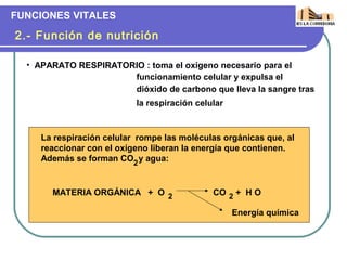 FUNCIONES VITALES

2.- Función de nutrición

  • APARATO RESPIRATORIO : toma el oxígeno necesario para el
                      funcionamiento celular y expulsa el
                      dióxido de carbono que lleva la sangre tras
                           la respiración celular



     La respiración celular rompe las moléculas orgánicas que, al
     reaccionar con el oxígeno liberan la energía que contienen.
     Además se forman CO2 y agua:


       MATERIA ORGÁNICA + O 2                 CO 2 + H O

                                                    Energía química
 