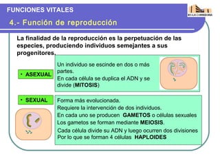 FUNCIONES VITALES

4.- Función de reproducción

  La finalidad de la reproducción es la perpetuación de las
  especies, produciendo individuos semejantes a sus
  progenitores.
               Un individuo se escinde en dos o más
               partes.
   • ASEXUAL
               En cada célula se duplica el ADN y se
               divide (MITOSIS)

   • SEXUAL    Forma más evolucionada.
               Requiere la intervención de dos individuos.
               En cada uno se producen GAMETOS o células sexuales
               Los gametos se forman mediante MEIOSIS.
               Cada célula divide su ADN y luego ocurren dos divisiones
               Por lo que se forman 4 células HAPLOIDES
 