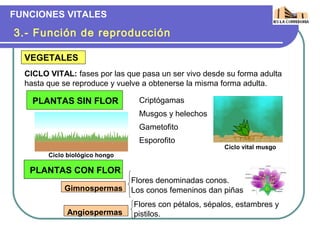 FUNCIONES VITALES

3.- Función de reproducción

  VEGETALES
  CICLO VITAL: fases por las que pasa un ser vivo desde su forma adulta
  hasta que se reproduce y vuelve a obtenerse la misma forma adulta.

    PLANTAS SIN FLOR              Criptógamas
                                  Musgos y helechos
                                  Gametofito
                                  Esporofito
                                                        Ciclo vital musgo
        Ciclo biológico hongo

   PLANTAS CON FLOR
                                Flores denominadas conos.
             Gimnospermas       Los conos femeninos dan piñas
                                Flores con pétalos, sépalos, estambres y
             Angiospermas       pistilos.
 