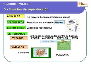 FUNCIONES VITALES

3.- Función de reproducción

  ANIMALES         La mayoría tienen reproducción sexual.

  CELENTEREOS     Reproducción alternante: Medusa

  Estrellas de mar Capacidad regenerativa

   VERTEBRADOS
                       Embriones se desarrollan dentro de huevos.
     OVÍPAROS           PECES, ANFIBIOS, REPTILES           AVES
                                 metamorfosis

     VIVÍPAROS

           Mamíferos
                                              PLACENTA
 