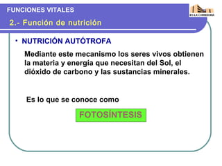 FUNCIONES VITALES

2.- Función de nutrición

  • NUTRICIÓN AUTÓTROFA
    Mediante este mecanismo los seres vivos obtienen
    la materia y energía que necesitan del Sol, el
    dióxido de carbono y las sustancias minerales.


    Es lo que se conoce como

                    FOTOSÍNTESIS
 