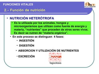 FUNCIONES VITALES

2.- Función de nutrición

  • NUTRICIÓN HETERÓTROFA
    • Es la utilizada por los animales, hongos y
      microorganismos que utilizan como fuente de energía y
      materia, “nutrientes” que proceden de otros seres vivos.
      Es decir se nutren de “materia orgánica”.
   • En este proceso se distinguen 4 fases:
        • INGESTIÓN
       • DIGESTIÓN
       • ABSORCION Y UTILIZACIÓN DE NUTRIENTES

       • EXCRECIÓN

                                fagocitosis
 