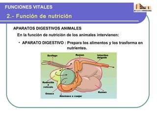FUNCIONES VITALES

2.- Función de nutrición

   APARATOS DIGESTIVOS ANIMALES
    En la función de nutrición de los animales intervienen:
     • APARATO DIGESTIVO : Prepara los alimentos y los trasforma en
                           nutrientes.
 