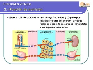 FUNCIONES VITALES

2.- Función de nutrición

  • APARATO CIRCULATORIO : Distribuye nutrientes y oxigeno por
                         todas las células del cuerpo, y recoge
                         residuos y dióxido de carbono llevándolos
                         a los órganos excretores.
 