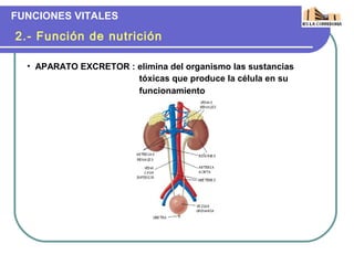 FUNCIONES VITALES

2.- Función de nutrición

  • APARATO EXCRETOR : elimina del organismo las sustancias
                       tóxicas que produce la célula en su
                       funcionamiento
 