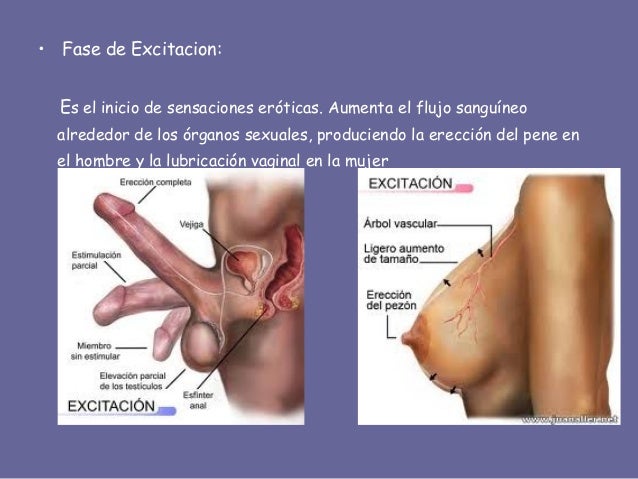 Gratis aumentar el miembro por las manos