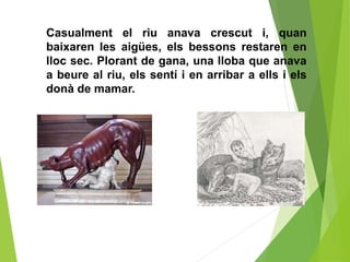 Casualment el riu anava crescut i, quan
baixaren les aigües, els bessons restaren en
lloc sec. Plorant de gana, una lloba que anava
a beure al riu, els sentí i en arribar a ells i els
donà de mamar.
 