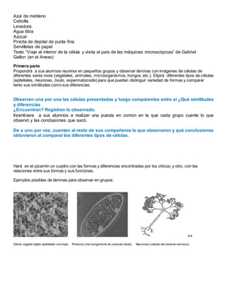 Azul de metileno
Cebolla
Levadura
Agua tibia
Azúcar
Pincita de depilar de punta fina
Servilletas de papel
Texto “Viaje al interior de la célula y visita al país de las máquinas microscópicas” de Gabriel
Gellon (en el Anexo)
Primera parte
Propondrá a sus alumnos reunirse en pequeños grupos y observar láminas con imágenes de células de
diferentes seres vivos (vegetales, animales, microorganismos, hongos, etc.). Elijará diferentes tipos de células
(epiteliales, neuronas, óvulo, espermatozoide) para que puedan distinguir variedad de formas y comparar
tanto sus similitudes como sus diferencias.
Observen una por una las células presentadas y luego compárenlas entre sí ¿Qué similitudes
y diferencias
¿Encuentran? Registren lo observado.
Incentivara a sus alumnos a realizar una puesta en común en la que cada grupo cuente lo que
observó y las conclusiones que sacó.
De a uno por vez, cuenten al resto de sus compañeros lo que observaron y qué conclusiones
obtuvieron al comparar los diferentes tipos de células.
Hará en el pizarrón un cuadro con las formas y diferencias encontradas por los chicos; y otro, con las
relaciones entre sus formas y sus funciones.
Ejemplos posibles de láminas para observar en grupos:
++
Célula vegetal (tejido epitelialde una hoja) Protozoo (microorganismo de unasola célula) Neuronas (células del sistema nervioso)
 