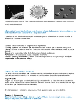 Espermatozoide humano (célula del Óvulo humano (célula del sistema reproductor femenino) Levaduras (hongo microscópico)
Sistema reproductor masculino)
¿Saben cómo hacen los científicos para observar células, dado que son tan pequeñas que no
podemos observarlas a simple vista o a ojo desnudo?
Comentara el uso del microscopio como instrumento para la observación de células. Muestre el
microscopio y observe con los niños.
Explicará el funcionamiento de las partes más importantes:
Ocular y objetivo: son las lentes que aumentan el objeto y hacen que lo veamos más grande.
Lámpara: ilumina el objeto a observar. En algunos microscopios, usan otra fuente de luz, como la
del Sol).
Espejo: sirve para reflejar la luz del Sol e iluminar el objeto a observar.
Portaobjetos: allí se coloca el objeto para poder observarlo.
Tornillos (micro y micrométrico): sirven para enfocar (hacer más nítida) la imagen del objeto.
Esquema de un microscopio óptico
ORIENTA CIONES PARA EL REGISTRO
Los niños dibujarán las células que observaron en las distintas láminas y copiarán en sus carpetas
los cuadros que el docente hizo en la puesta en común, detallando similitudes y deferencias.
Segunda parte
Prepare una muestra para observar al microscopio mostrándoles el procedimiento a sus alumnos.
Podría ser un preparado de catáfila de cebolla (se llama así a las capas de la cebolla, que son hojas
modificadas que cumplen distintas funciones).
Dividirá la clase en 4 estaciones o subgrupos. Cada grupo realizará una tarea distinta.
Estación 1: Microscopio
Observen las láminas y dibujos de microscopios. Dibujen un microscopio en su carpeta.
Indiquen las partes y las funciones de cada uno.
 