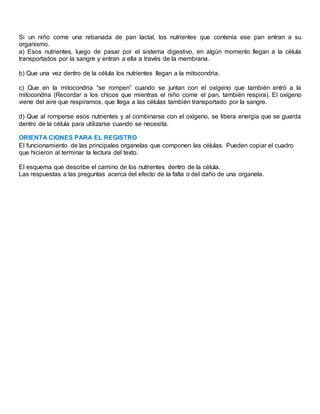 Si un niño come una rebanada de pan lactal, los nutrientes que contenía ese pan entran a su
organismo.
a) Esos nutrientes, luego de pasar por el sistema digestivo, en algún momento llegan a la célula
transportados por la sangre y entran a ella a través de la membrana.
b) Que una vez dentro de la célula los nutrientes llegan a la mitocondria.
c) Que en la mitocondria “se rompen” cuando se juntan con el oxígeno que también entró a la
mitocondria (Recordar a los chicos que mientras el niño come el pan, también respira). El oxígeno
viene del aire que respiramos, que llega a las células también transportado por la sangre.
d) Que al romperse esos nutrientes y al combinarse con el oxígeno, se libera energía que se guarda
dentro de la célula para utilizarse cuando se necesita.
ORIENTA CIONES PARA EL REGISTRO
El funcionamiento de las principales organelas que componen las células. Pueden copiar el cuadro
que hicieron al terminar la lectura del texto.
El esquema que describe el camino de los nutrientes dentro de la célula.
Las respuestas a las preguntas acerca del efecto de la falta o del daño de una organela.
 