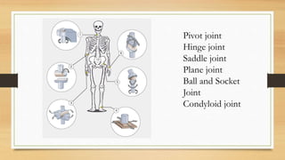 Pivot joint
Hinge joint
Saddle joint
Plane joint
Ball and Socket
Joint
Condyloid joint
 