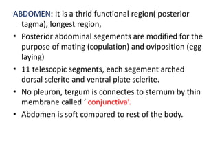 ABDOMEN: It is a thrid functional region( posterior
tagma), longest region,
• Posterior abdominal segements are modified for the
purpose of mating (copulation) and oviposition (egg
laying)
• 11 telescopic segments, each segement arched
dorsal sclerite and ventral plate sclerite.
• No pleuron, tergum is connectes to sternum by thin
membrane called ‘ conjunctiva’.
• Abdomen is soft compared to rest of the body.
 