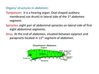 Organs/ structures in abdomen:
Tympanum: it is a hearing organ. Oval shaped auditory
membrane( ear drum) in lateral side of the 1st abdomen
segment.
Spiracles: eight pair of abdominal spiracles on lateral side of first
eight abdominal segments.
Anus: At the end of abdomen, situated between epiproct and
paraprocts located in 11th segment of abdomen.
 