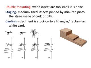 Double mounting: when insect are too small it is done
Staging- medium sized insects pinned by minuten pinto
the stage made of cork or pith.
Carding- speciment is stuck on to a trianglar/ rectanglar
white card.
 