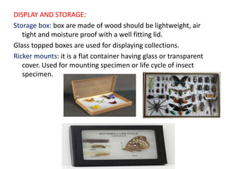 DISPLAY AND STORAGE:
Storage box: box are made of wood should be lightweight, air
tight and moisture proof with a well fitting lid.
Glass topped boxes are used for displaying collections.
Ricker mounts: it is a flat container having glass or transparent
cover. Used for mounting specimen or life cycle of insect
specimen.
 