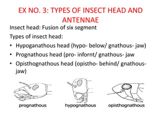 EX NO. 3: TYPES OF INSECT HEAD AND
ANTENNAE
Insect head: Fusion of six segment
Types of insect head:
• Hypoganathous head (hypo- below/ gnathous- jaw)
• Prognathous head (pro- infornt/ gnathous- jaw
• Opisthognathous head (opistho- behind/ gnathous-
jaw)
 