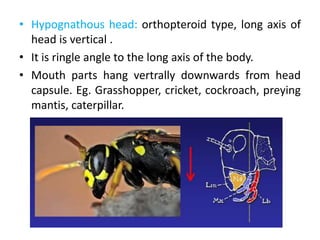 • Hypognathous head: orthopteroid type, long axis of
head is vertical .
• It is ringle angle to the long axis of the body.
• Mouth parts hang vertrally downwards from head
capsule. Eg. Grasshopper, cricket, cockroach, preying
mantis, caterpillar.
 