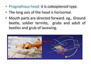 • Prognathous head: it is coleopteroid type.
• The long axis of the head is horizontal.
• Mouth parts are directed forward. eg,. Ground
beetle, soldier termite, grubs and adult of
beetles and grub of lacewing.
 