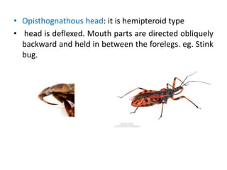 • Opisthognathous head: it is hemipteroid type
• head is deflexed. Mouth parts are directed obliquely
backward and held in between the forelegs. eg. Stink
bug.
 