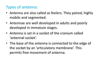 Types of antenna:
• Antenna are also called as feelers. They paired, highly
mobile and segmented.
• Antennae are well developed in adults and poorly
developed in immature stages.
• Antenna is set in a socket of the cranium called
‘antennal socket’.
• The base of the antenna is connected to the edge of
the socket by an ‘articulatory membrane’. This
permits free movement of antenna.
 