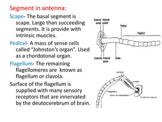 Segment in antenna:
Scape- The basal segment is
scape. Large than succeeding
segments. It is provide with
intrinsic muscles.
Pedicel- A mass of sense cells
called “Johnston’s organ”. Used
as a chordotonal organ.
Flagellum- The remaining
flagellomeres are known as
flagellum or clavola.
Surface of the flagellum is
supplied with many sensory
receptors that are innervated
by the deutocerebrum of brain.
 