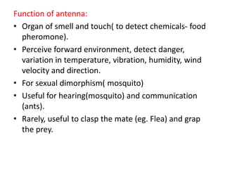 Function of antenna:
• Organ of smell and touch( to detect chemicals- food
pheromone).
• Perceive forward environment, detect danger,
variation in temperature, vibration, humidity, wind
velocity and direction.
• For sexual dimorphism( mosquito)
• Useful for hearing(mosquito) and communication
(ants).
• Rarely, useful to clasp the mate (eg. Flea) and grap
the prey.
 