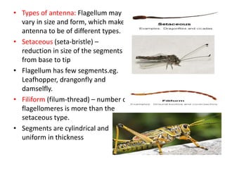 • Types of antenna: Flagellum may
vary in size and form, which makes
antenna to be of different types.
• Setaceous (seta-bristle) –
reduction in size of the segments
from base to tip
• Flagellum has few segments.eg.
Leafhopper, drangonfly and
damselfly.
• Filiform (filum-thread) – number of
flagellomeres is more than the
setaceous type.
• Segments are cylindrical and
uniform in thickness
 