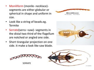 • Moniliform (monile- necklace)-
segments are either globular or
spherical in shape and uniform in
size.
• Look like a string of beads.eg.
Termite
• Serrate(serra –saw)- segments in
the distal two third of the flagellum
are notched or angled one side.
• Short tirangular projection on one
side. it make a look like saw blade.
SERRATE
 