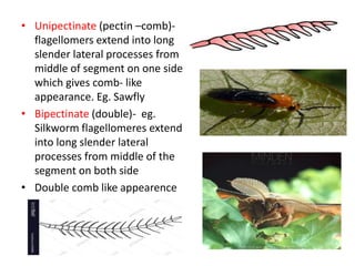 • Unipectinate (pectin –comb)-
flagellomers extend into long
slender lateral processes from
middle of segment on one side
which gives comb- like
appearance. Eg. Sawfly
• Bipectinate (double)- eg.
Silkworm flagellomeres extend
into long slender lateral
processes from middle of the
segment on both side
• Double comb like appearence
 