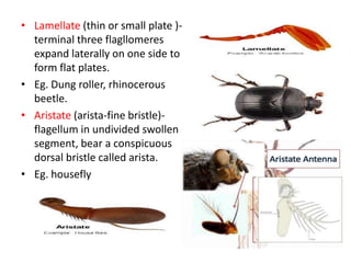 • Lamellate (thin or small plate )-
terminal three flagllomeres
expand laterally on one side to
form flat plates.
• Eg. Dung roller, rhinocerous
beetle.
• Aristate (arista-fine bristle)-
flagellum in undivided swollen
segment, bear a conspicuous
dorsal bristle called arista.
• Eg. housefly
 