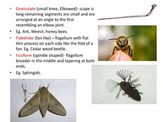 • Geniculate (small knee, Elbowed)- scape is
long remaining segments are small and are
arranged at an angle to the first
resembling an elbow joint.
• Eg. Ant, Weevil, honey bees.
• Flabellate (fan like) – flagellum with flat
thin process on each side like the fold of a
fan. Eg. Cedar wood beetle.
• Fusiform (spindle shaped)- flagellum
broader in the middle and tapering at both
ends.
• Eg. Sphingids.
 