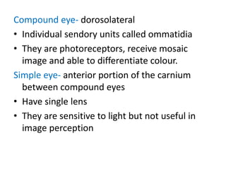 Compound eye- dorosolateral
• Individual sendory units called ommatidia
• They are photoreceptors, receive mosaic
image and able to differentiate colour.
Simple eye- anterior portion of the carnium
between compound eyes
• Have single lens
• They are sensitive to light but not useful in
image perception
 
