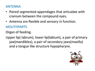 ANTENNA
• Paired segmented appendages that articulate with
cranium between the compound eyes.
• Antenna are flexible and sensory in function.
MOUTHPARTS
Organ of feeding.
Upper lip( labrum), lower lip(labium), a pair of primary
jaw(mandibles), a pair of secondary jaws(maxilla)
and a tongue like structure hypopharynx.
 