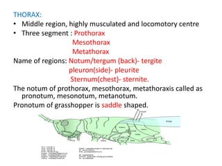 THORAX:
• Middle region, highly musculated and locomotory centre
• Three segment : Prothorax
Mesothorax
Metathorax
Name of regions: Notum/tergum (back)- tergite
pleuron(side)- pleurite
Sternum(chest)- sternite.
The notum of prothorax, mesothorax, metathoraxis called as
pronotum, mesonotum, metanotum.
Pronotum of grasshopper is saddle shaped.
 
