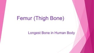 Femur (Thigh Bone)
Longest Bone in Human Body
 