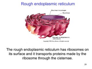 Fundamental_molecular_biology and genetics.pptx