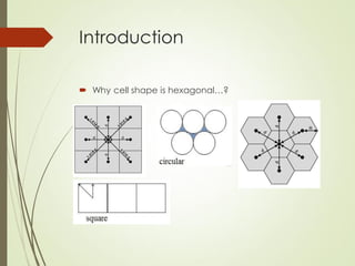 Introduction
 Why cell shape is hexagonal…?
 