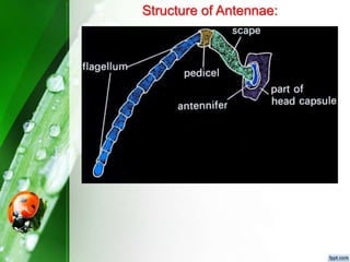 fundamentalofentomologydr-210609065744.pdf