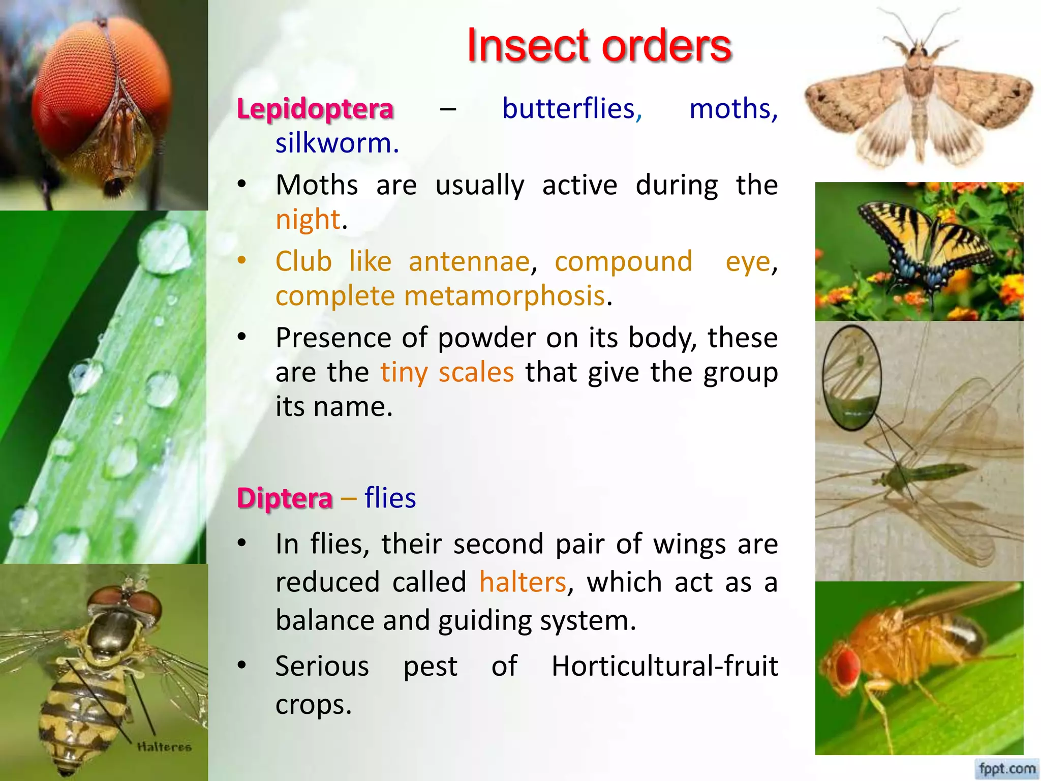 Fundamental of entomology Dr.Sunil Prajapati | PPTX